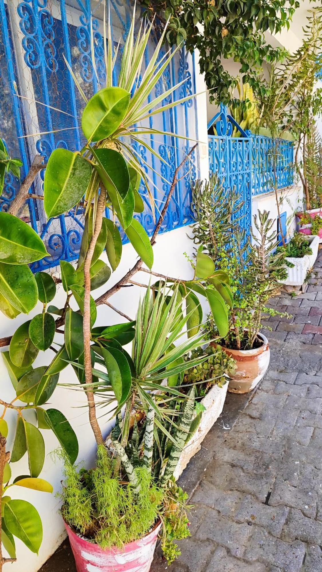 Cosy Appartement In "Sidi Bou Said" Extérieur photo